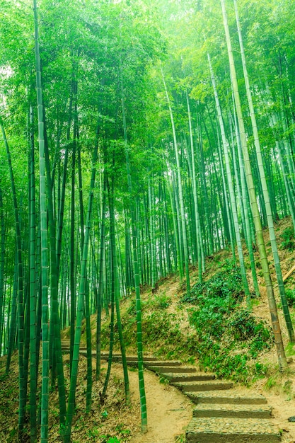 Foresta cina albero freschezza legno ecologia