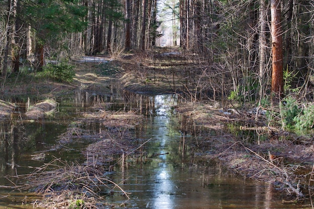 Forest clearing on an April morning Moscow region