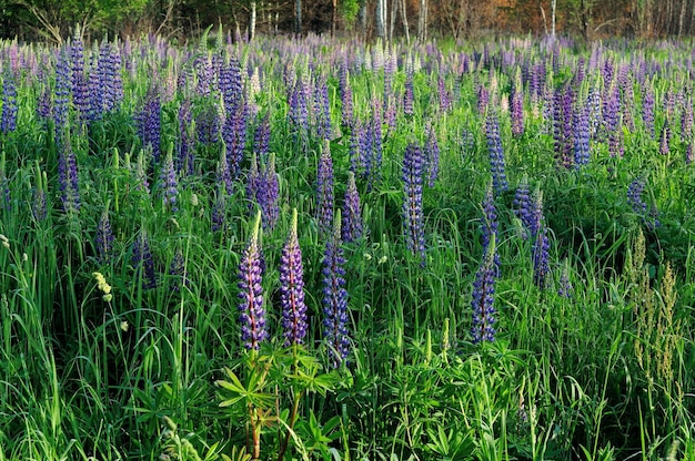 Forest clearing overgrown with blue lupines Lupinus Moscow region Russia