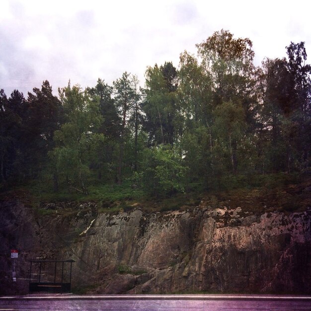 Photo forest on cliff