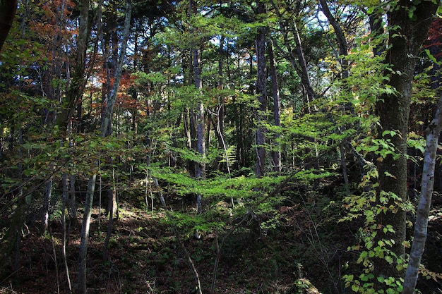 The forest close Fuji Japan