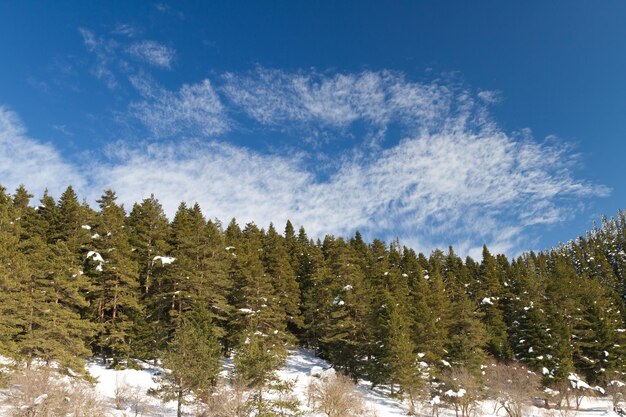 Abant Bolu Turkey의 숲과 구름