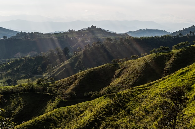 森林コーヒー農場コロンビアmanizales green