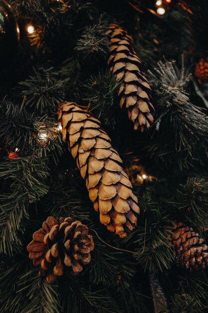クリスマスツリーの森の円錐形。新年の作曲。お祭り気分。冬の休日のコンセプト