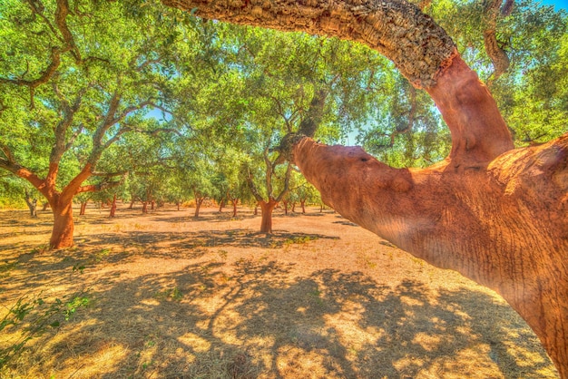 Photo forest of cork trees