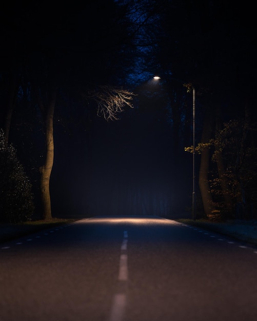 Photo forest covered in fog