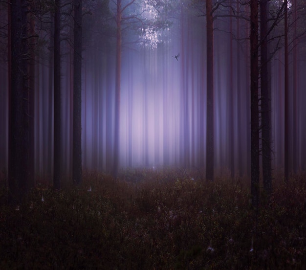 forest covered in fog