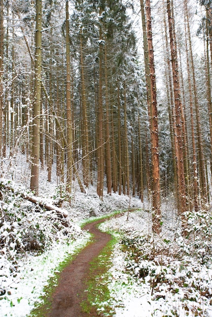 Forest covered in snow, trunks of fir trees, winter in Germany frosty scenery in wintertime, climate