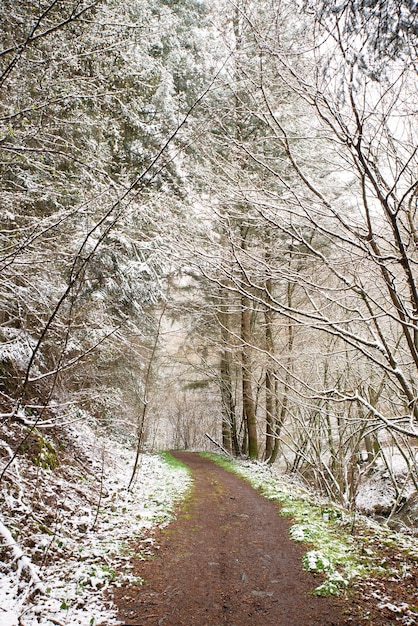 Forest covered in snow, trunks of fir trees, winter in Germany frosty scenery in wintertime, climate