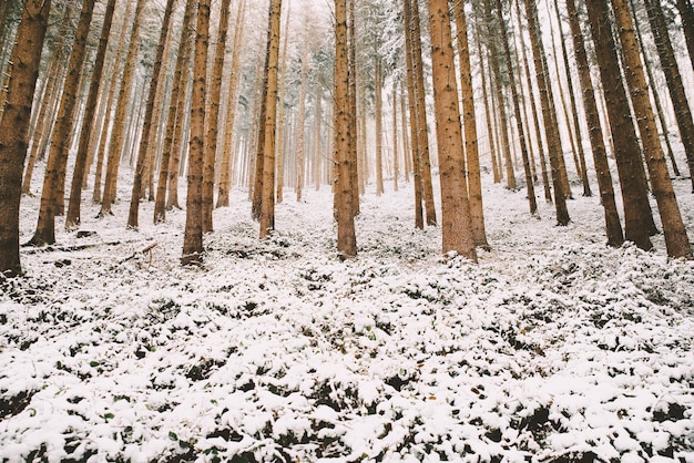 Forest covered in snow, trunks of fir trees, winter in Germany frosty scenery in wintertime, climate