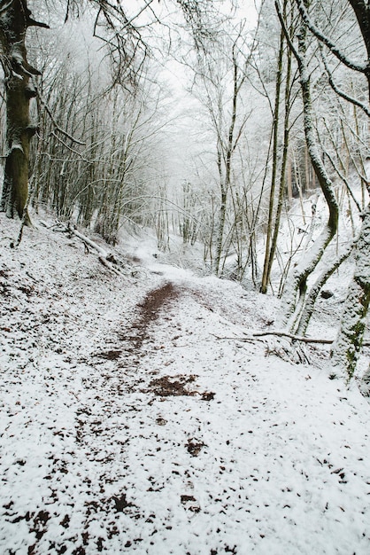 Forest covered in snow trunks trees winter in Germany frosty scenery in wintertime climate