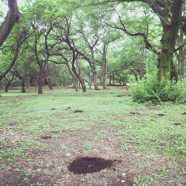 Forest covered with green trees