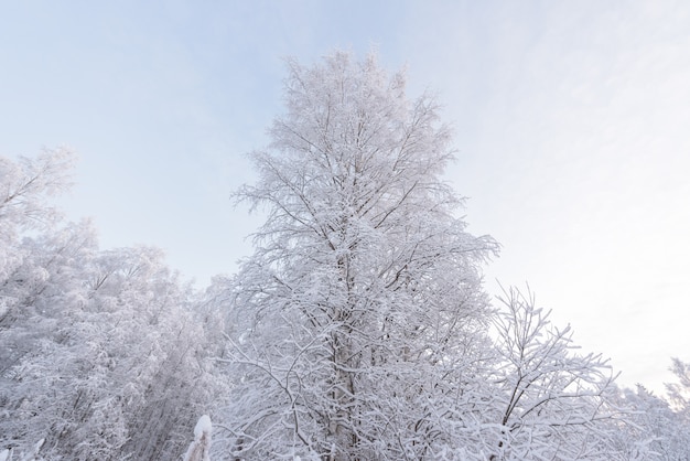 Forest covered with heavy snow