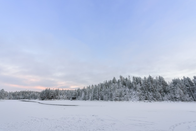 Foto foresta ricoperta di forti nevicate