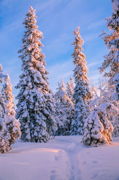 Лес, покрытый инеем и снегом в зимних горах Рождественский фон