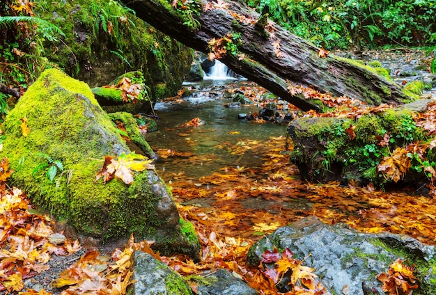 The forest creek in autumn season