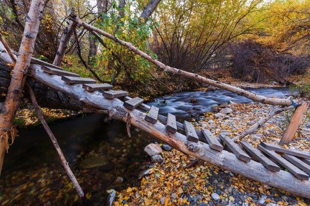 Foto il torrente della foresta in autunno