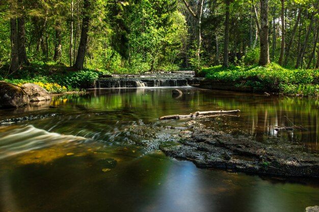 Forest creek in river woods creek in forest high quality photo