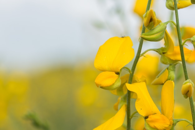 Forest crotalaria