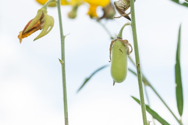 Forest Crotalaria