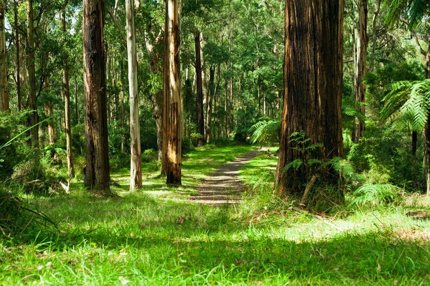 Photo forest dandenong ranges national park yarra valley