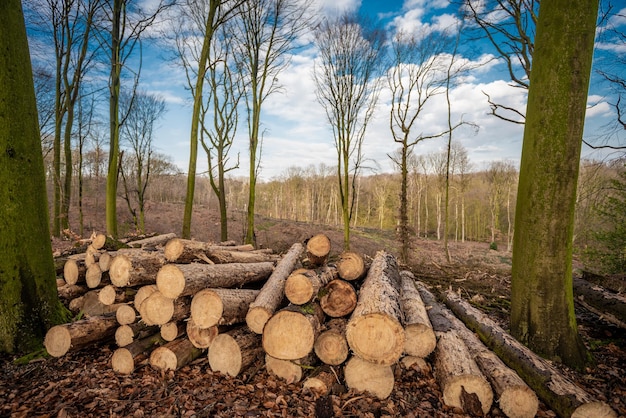Forest deforestation tree concept logging Pile of firewood in nude deciduous forest