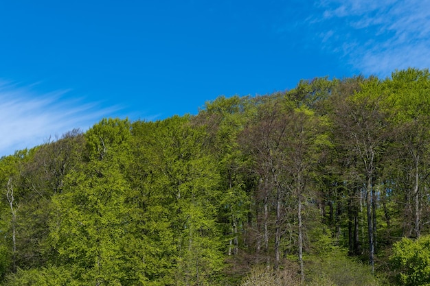 Forest in denmark