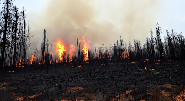 Forest destroyed by fire that burned everything