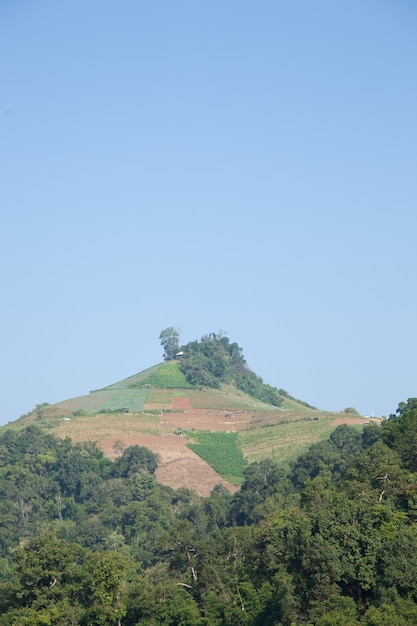 사진 산림 파괴