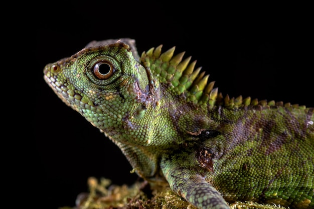 Forest dragon lizard in black background