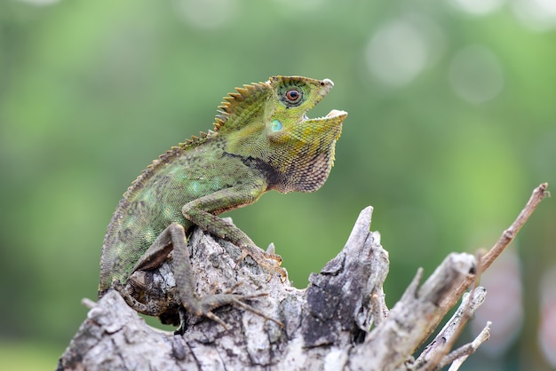 forest dragon lizard on branch  in tropical garden