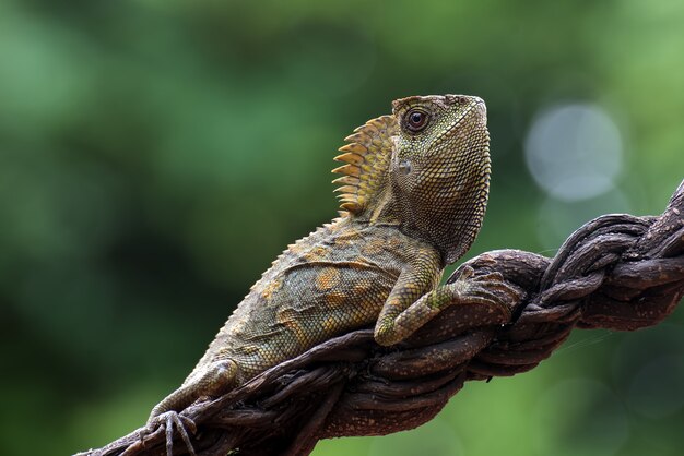 Forest dragon lizard hanging on a tree trunk