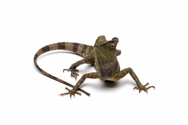 Forest dragon Lizard male isolated on white background, Fores dragon closeup