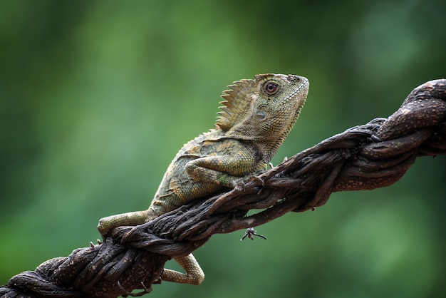 Forest dragon lizard on tree branch