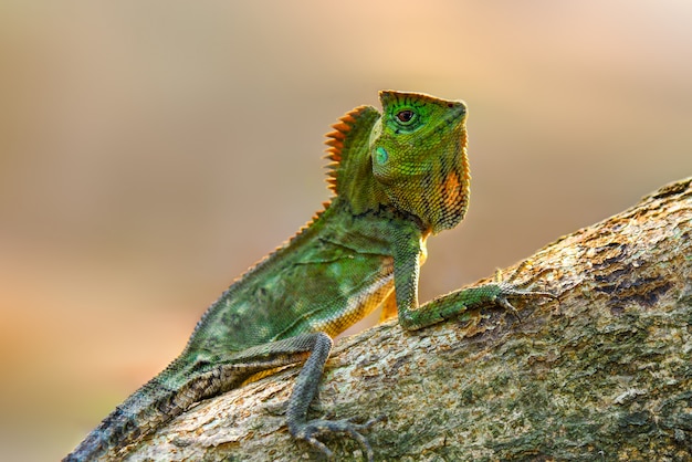 Forest dragon lizard on tree