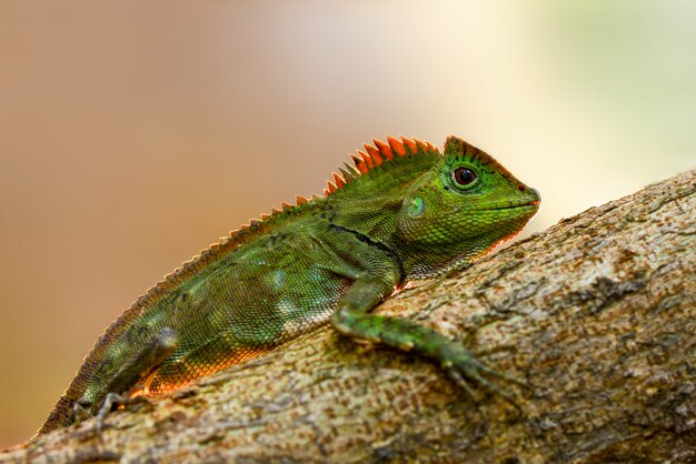 Forest dragon lizard on twigs