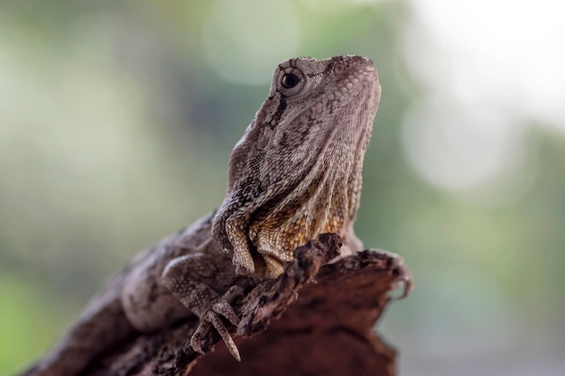 Forest dragon lizardanch on tree branch