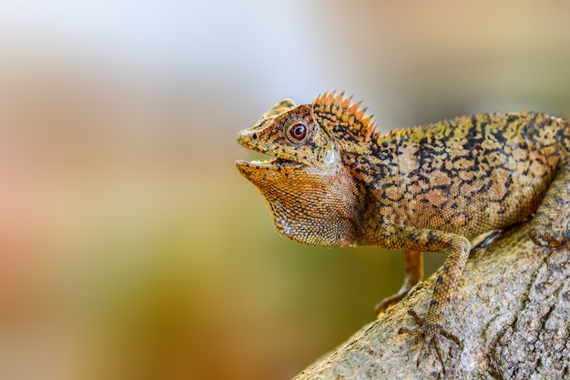 Forest Dragon op takjes in het bos