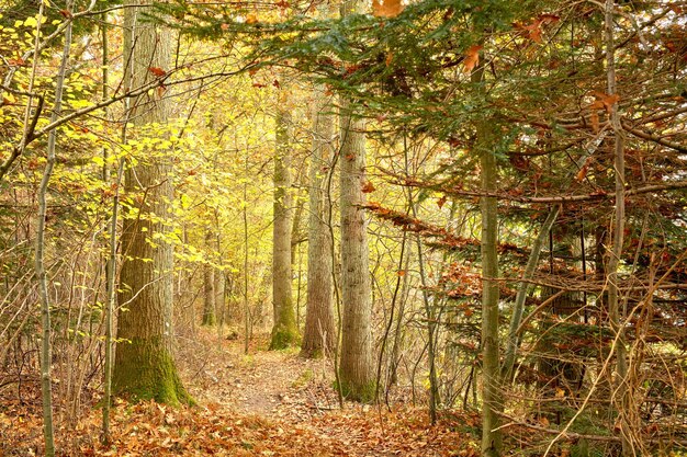 秋の色に身を包んだ森秋の色の森