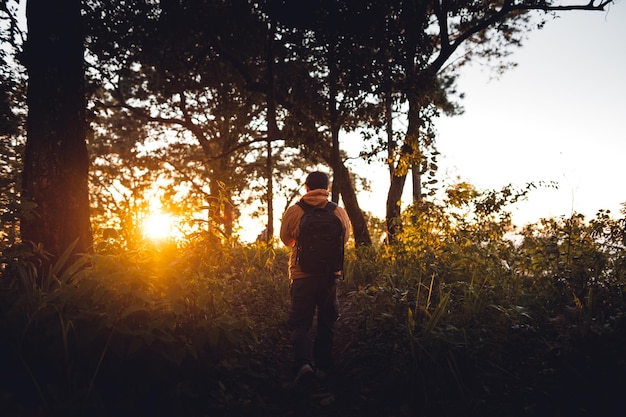 In the forest at dusk and evening light