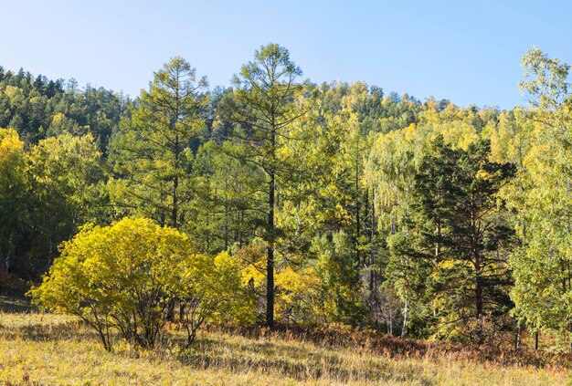 Forest in the early autumn