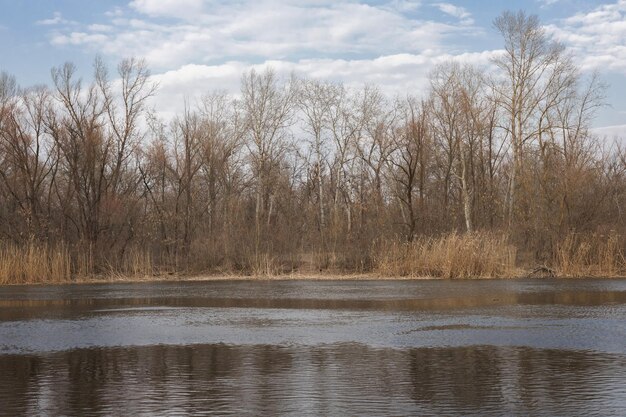 Forest in early spring near the river