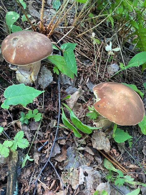 forest edible mushrooms grows in the forest closeup