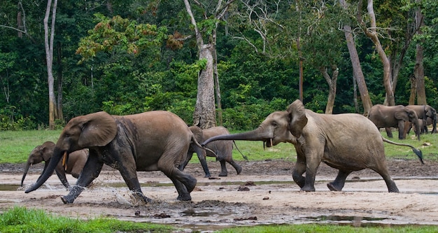 Forest elephants are playing with each other. Central African Republic. Republic of Congo. Dzanga-Sangha Special Reserve.