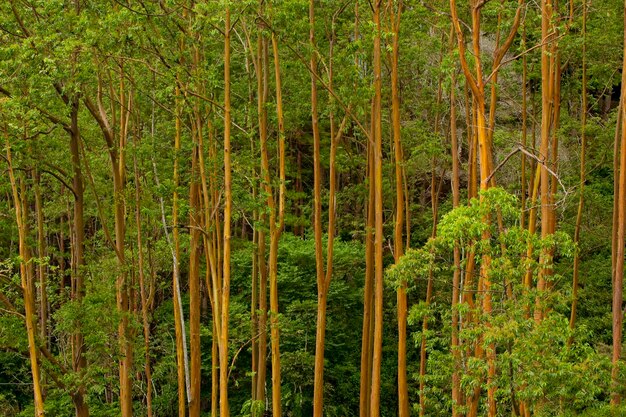 유칼립투스 나무의 숲 Chiriqui 지방 파나마 중앙 아메리카