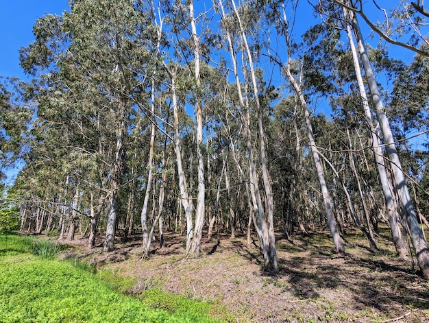 A forest of eucalyptus trees with a green grass field in the background.