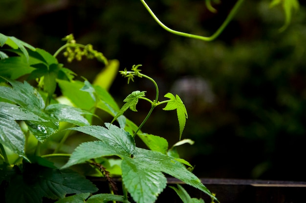 どこでも森野花アサガオはつる植物を登る葉