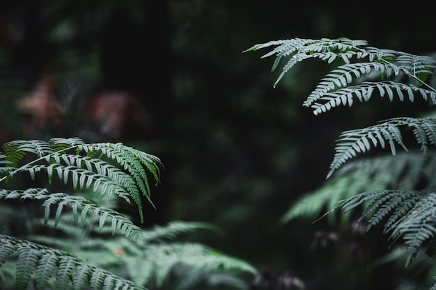 Forest fern branch on a dark forest background