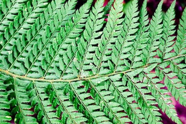 Forest fern in sunlight. Can be used as background or wallpaper.