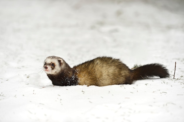 Forest ferret in the woods in winter